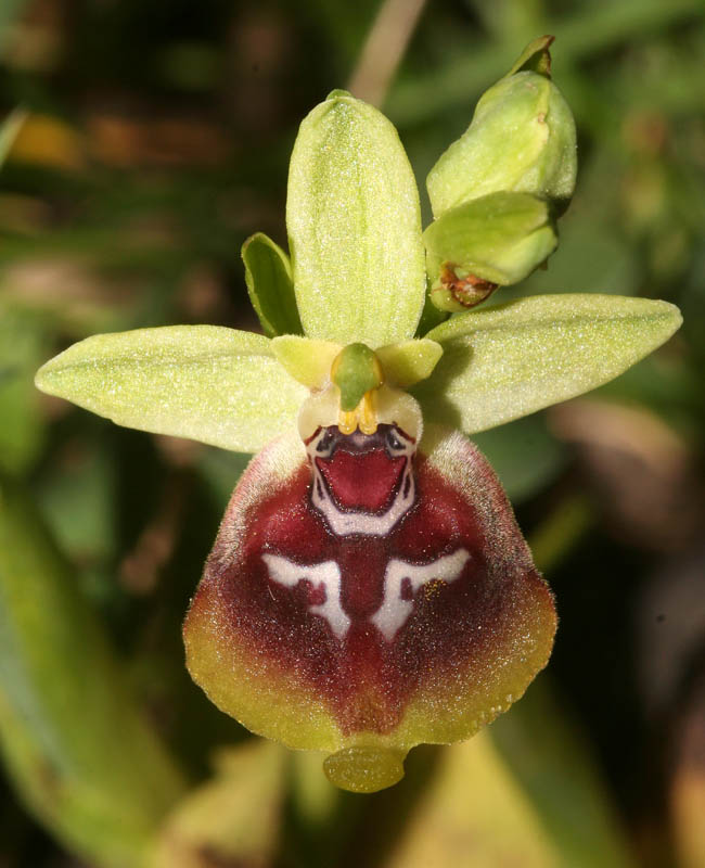 Ophrys oxyrrhynchos, Ophrys lacaitae e loro ibrido